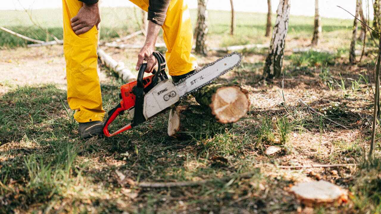 Large Tree Removal in Warsaw, MO